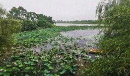 合肥桃李春风最新爆料,揭秘高端住宅区的神秘面纱