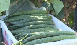 南充市吃瓜最新事件爆料,揭秘背后惊人真相