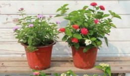 重庆李女士最新爆料视频,揭秘惊人内幕！