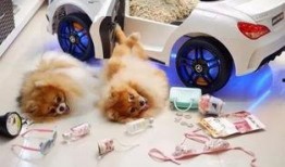 吃鸡宠物爆料大全最新图片