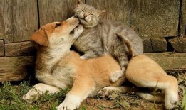 吃鸡宠物爆料大全最新图片